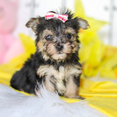 Bumblebee - Available 5/7