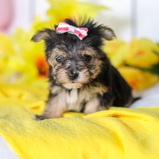 Bumblebee - Available 5/14