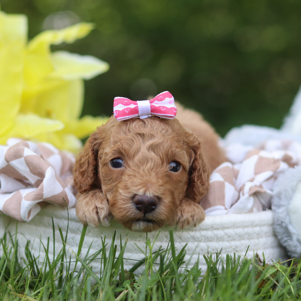 Lana - Available 7/16