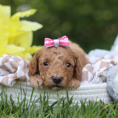 Lana - Available 7/16