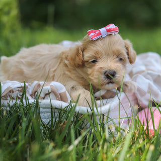 Mitzi - Available 7/23