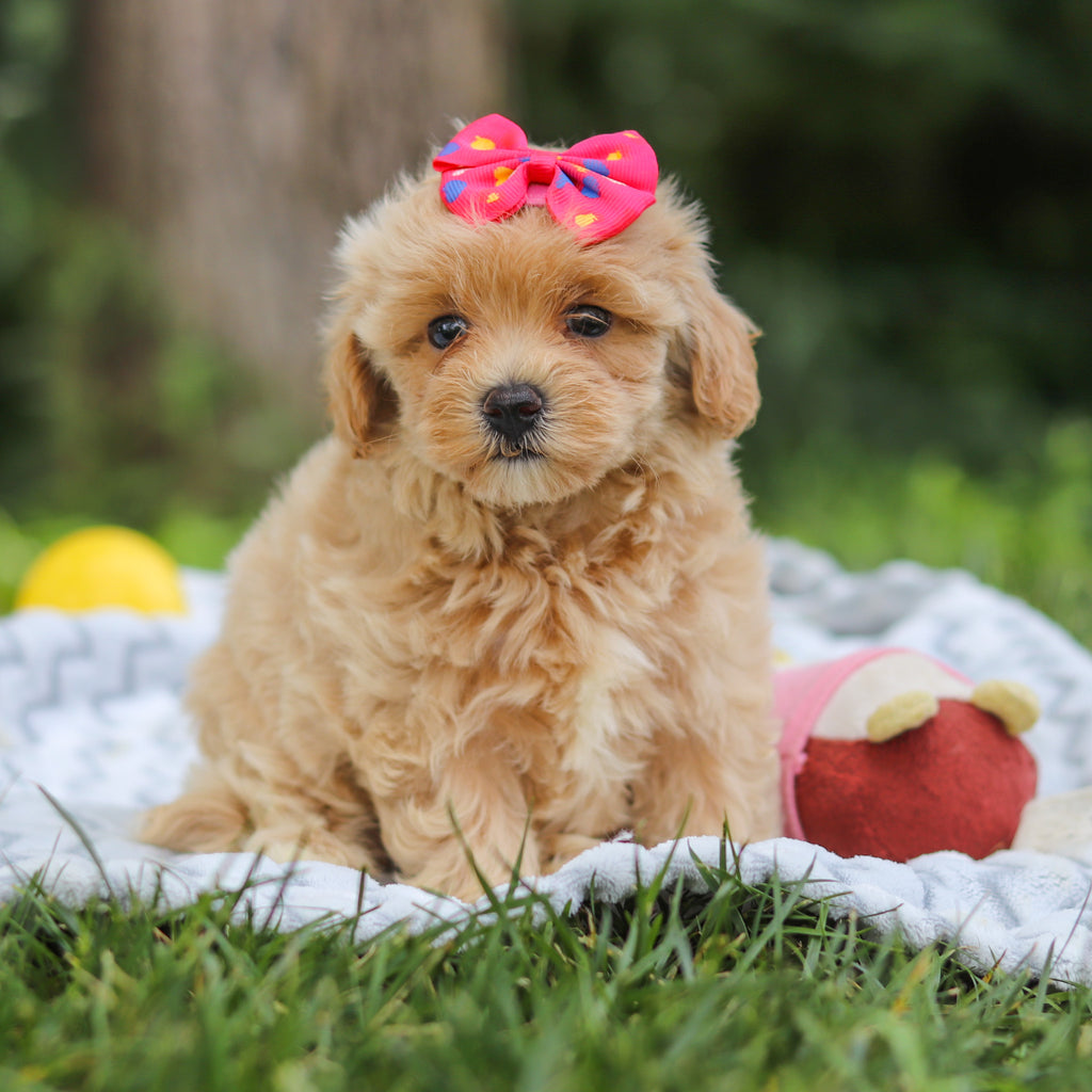 Mimi - Available 7/23