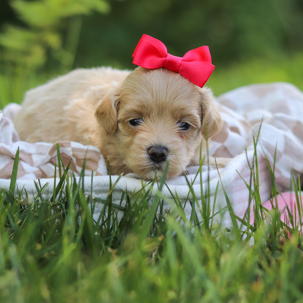 Mimi - Available 7/23