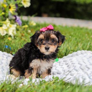 Lucy - Available 8/13