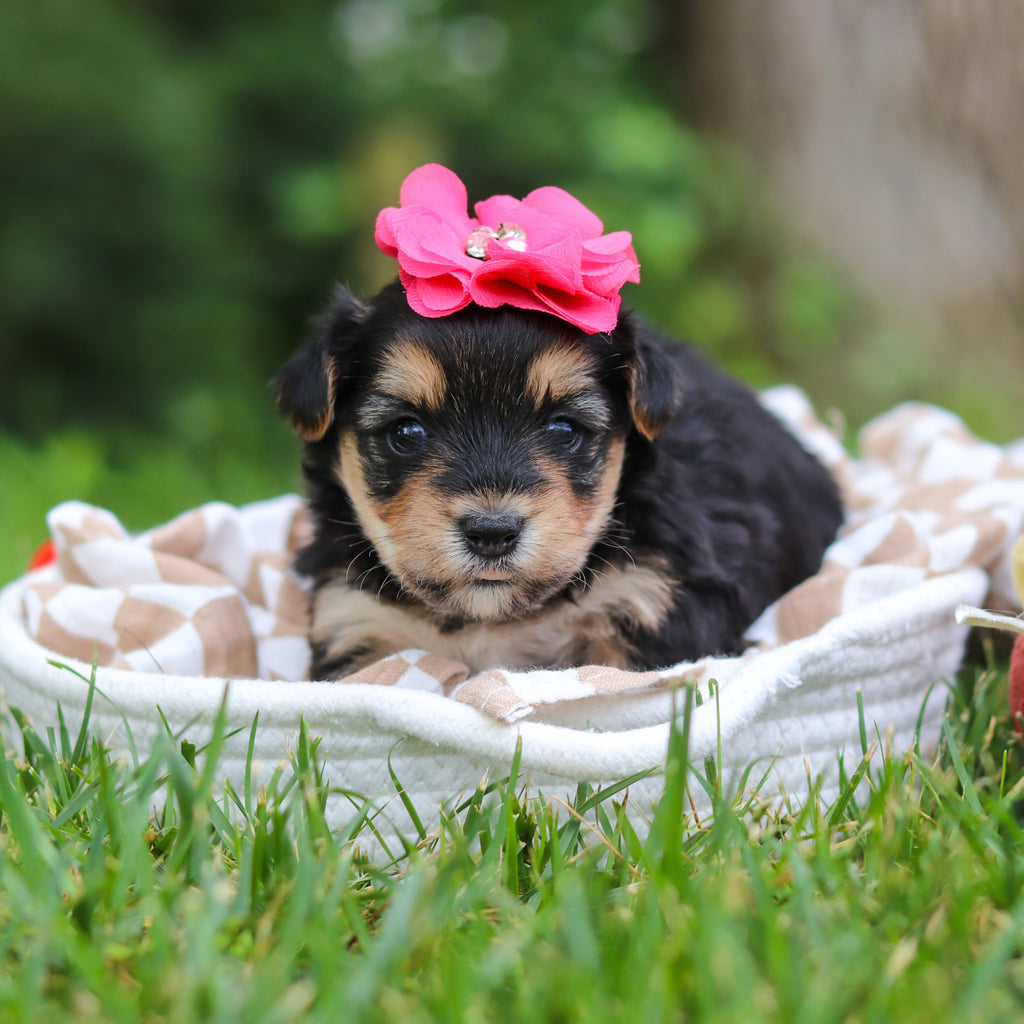 Lucy - Available 8/13