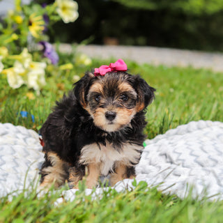 Lucy - Available 8/13