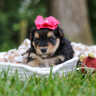 Lucy - Available 8/13