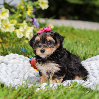 Lucy - Available 8/13