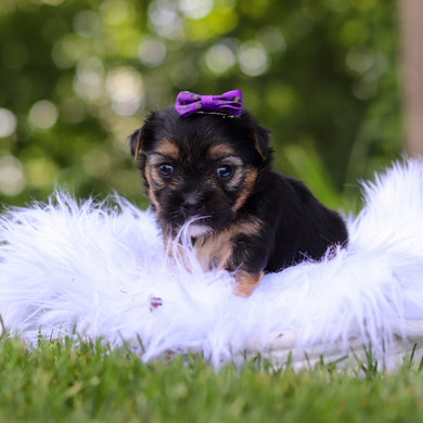 Sophie - Available 8/6