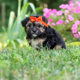 Sophie - Available 8/6