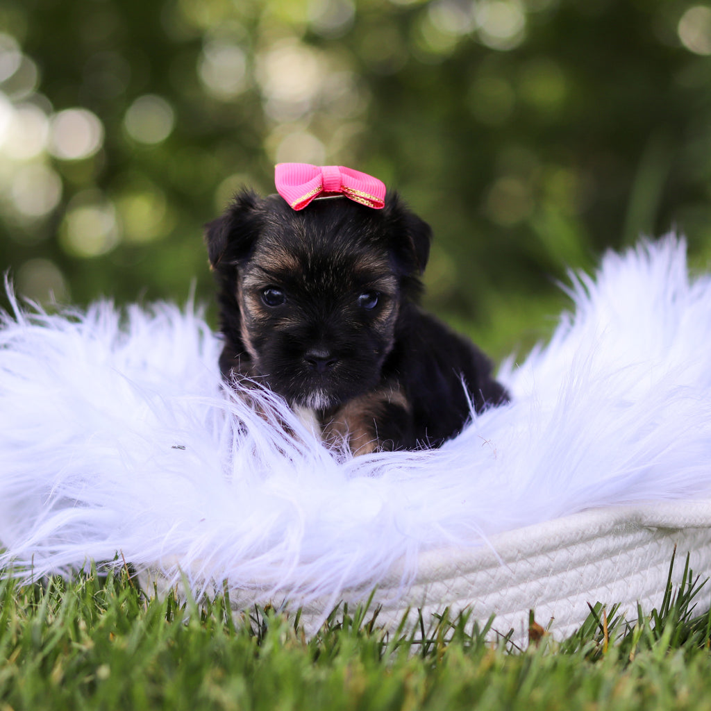 Sunny - Available 8/6