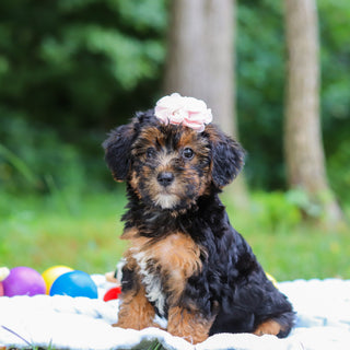 Eleanor - Available 8/13