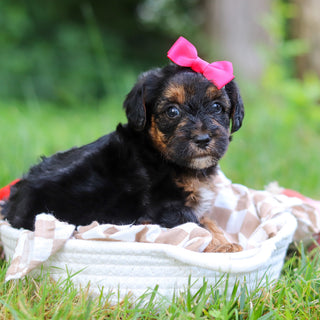 Eleanor - Available 8/13