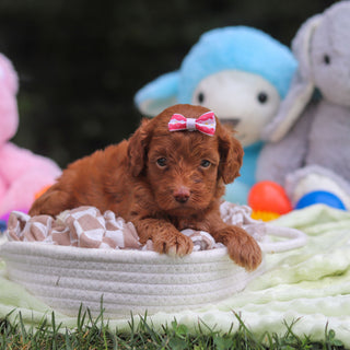 Fiona - Available 9/17