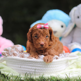 Fiona - Available 9/17