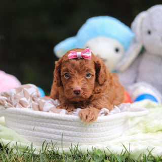 Fiona - Available 9/17