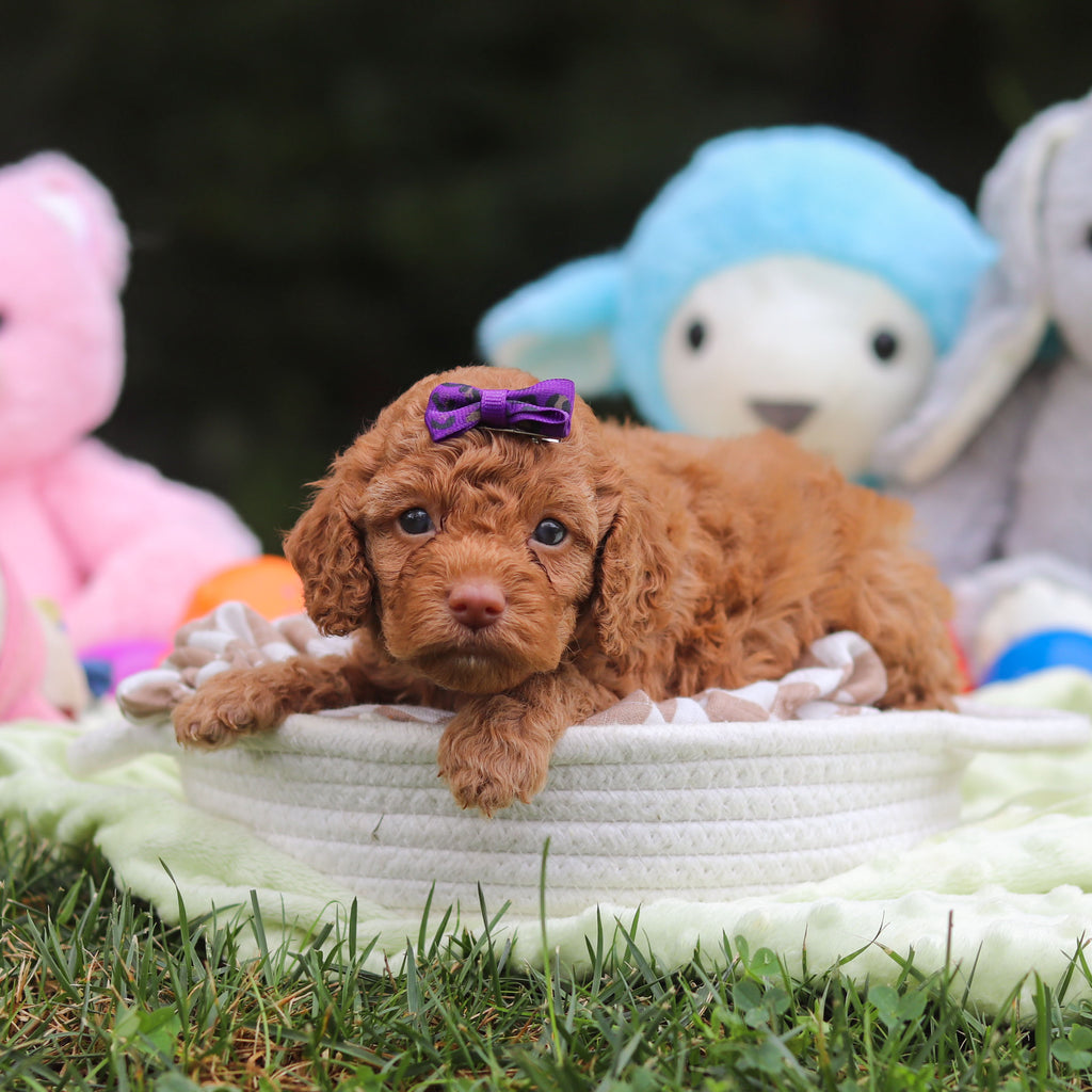 Florence - Available 9/17