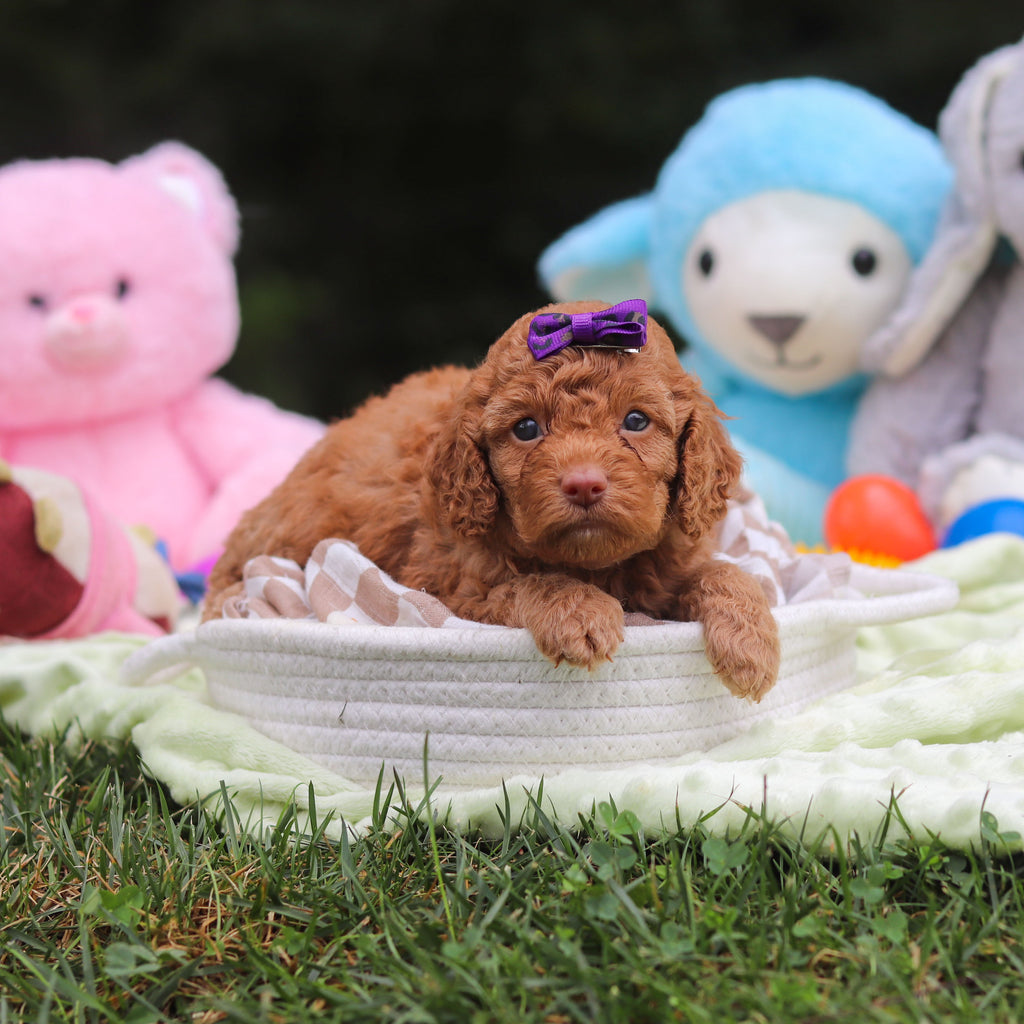 Florence - Available 9/17