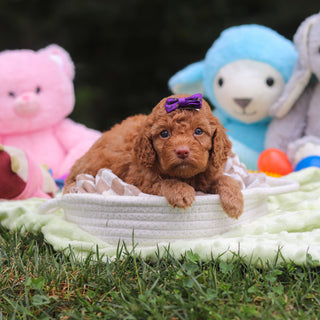 Florence - Available 9/17