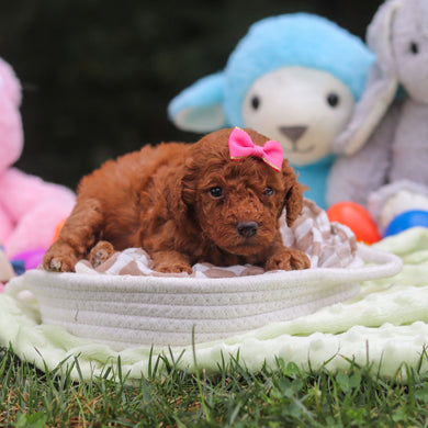 Flurry - Available 9/17