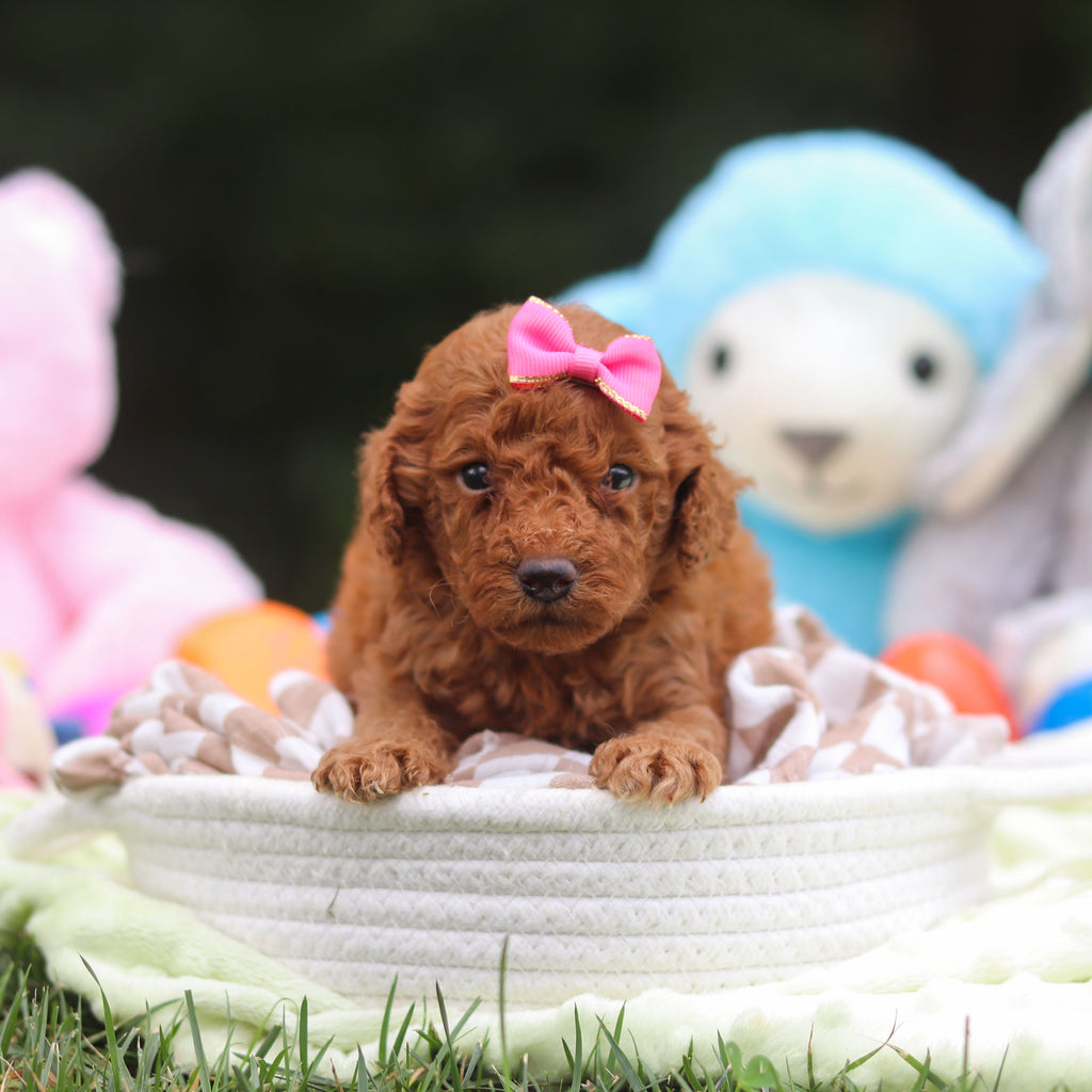 Flurry - Available 9/17