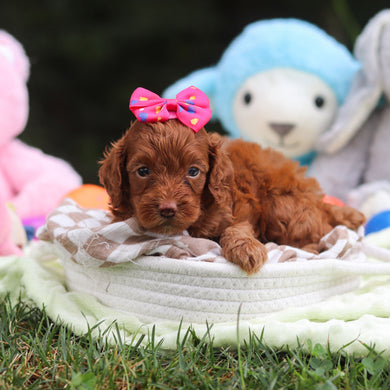 Freya - Available 9/17