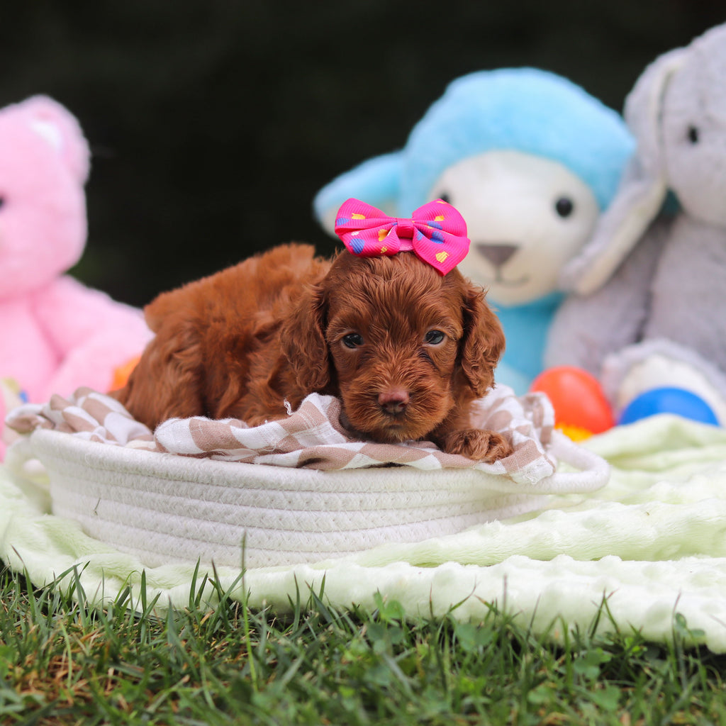 Freya - Available 9/17