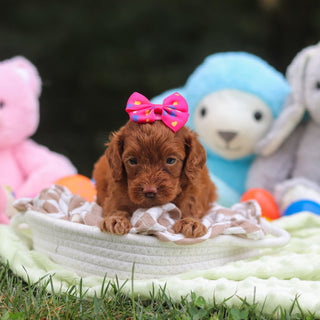 Freya - Available 9/17