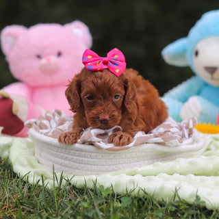 Freya - Available 9/17