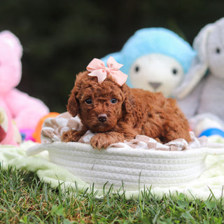 Franny - Available 9/17