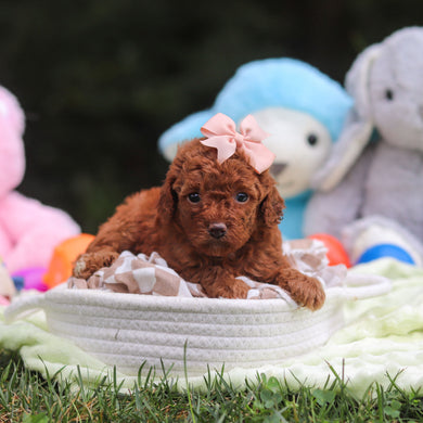 Franny - Available 9/17