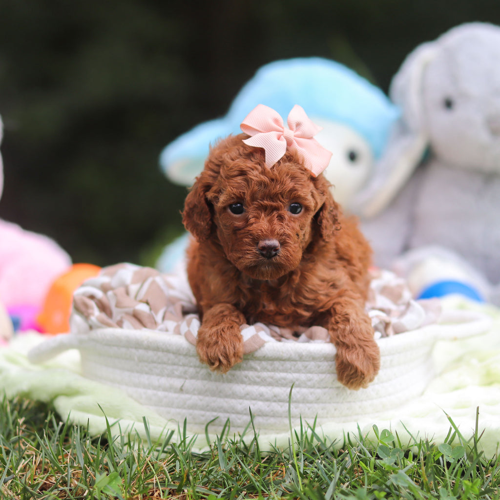 Franny - Available 9/17