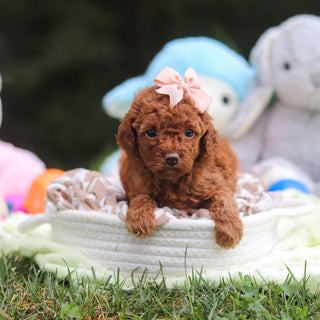 Franny - Available 9/17