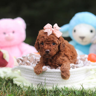 Franny - Available 9/17