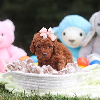 Franny - Available 9/17