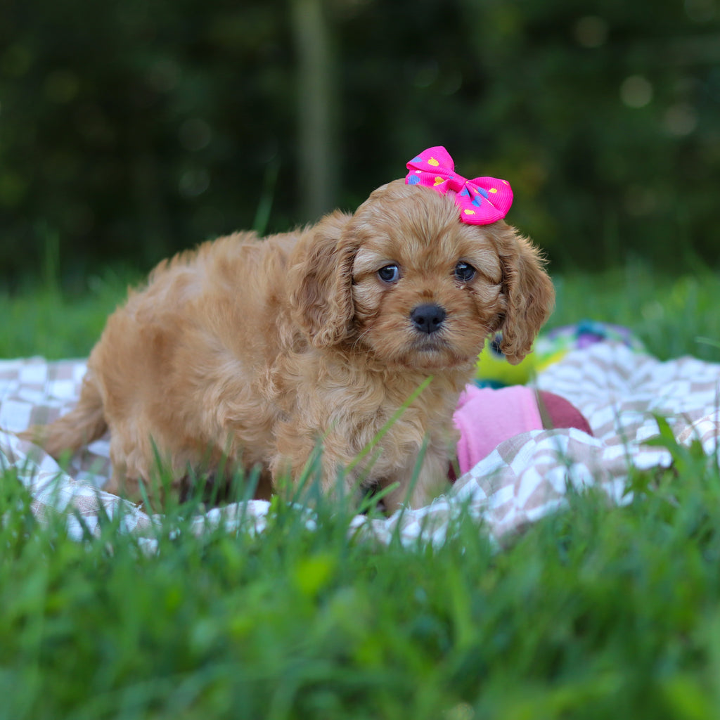 Pippa - Available 9/24