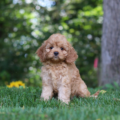 Pippa - Available Now
