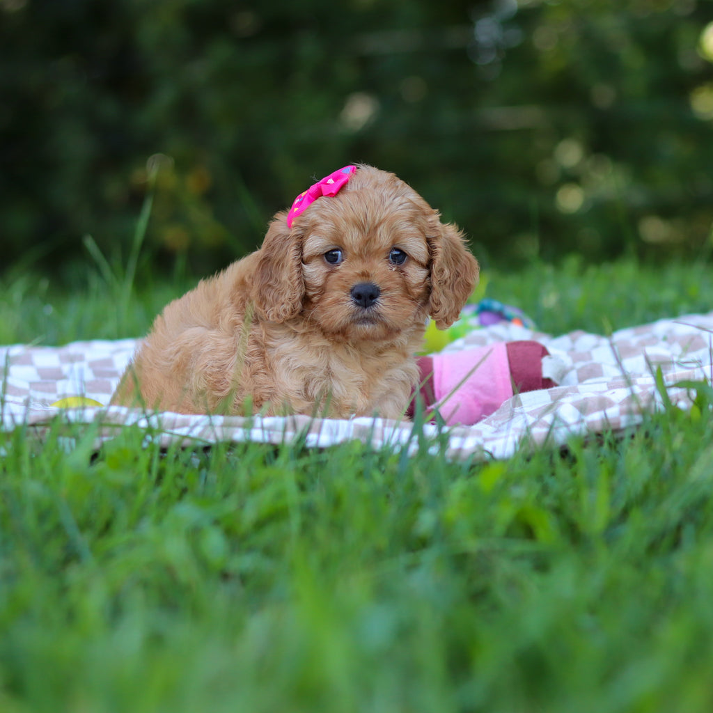 Pippa - Available 9/24