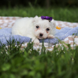 Hera - Available 9/24