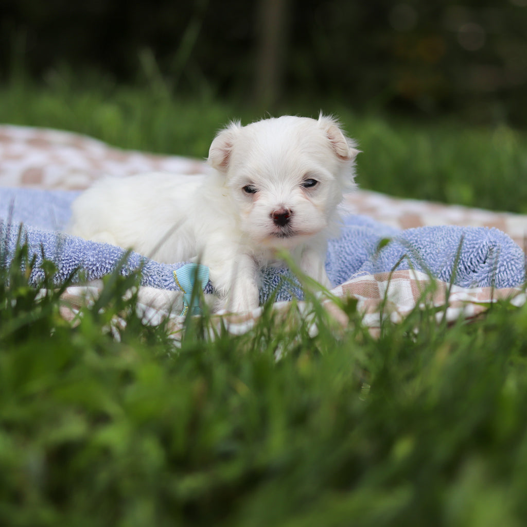 Hera - Available 9/24