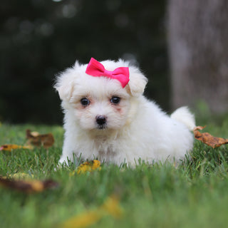 Hera - Available 9/24