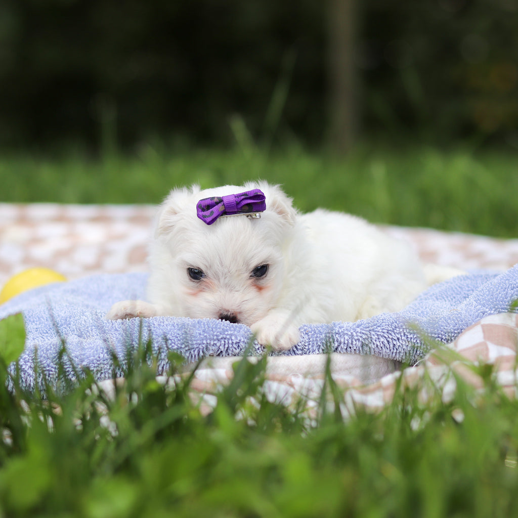 Hera - Available 9/24