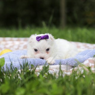 Hera - Available 9/24
