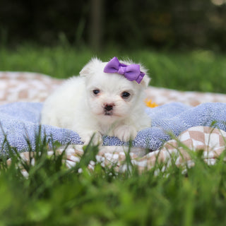 Hallie - Available 9/24