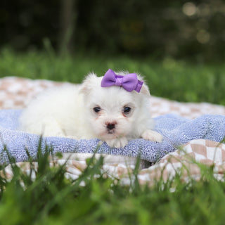 Hallie - Available 9/24