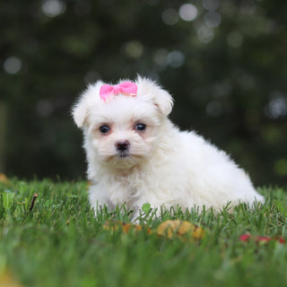 Hallie - Available 10/1