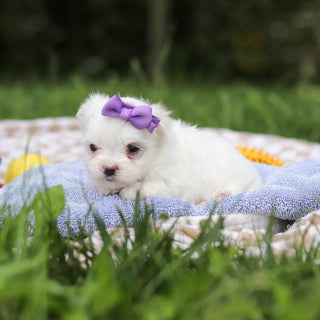 Hallie - Available 9/24