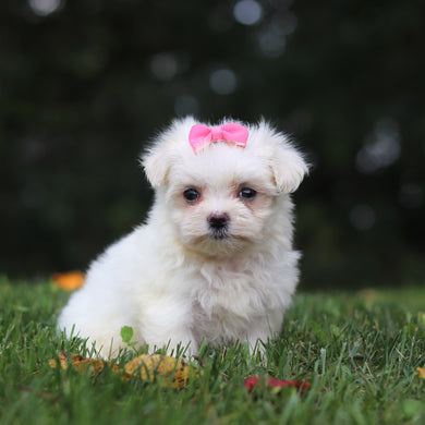 Hallie - Available 10/1