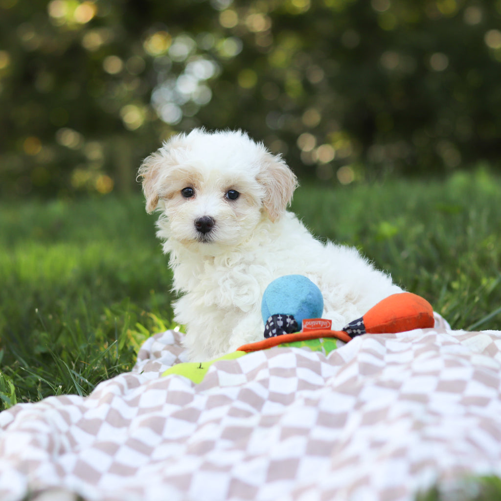 Suzette - Available 9/3