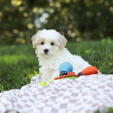Suzette - Available 9/3